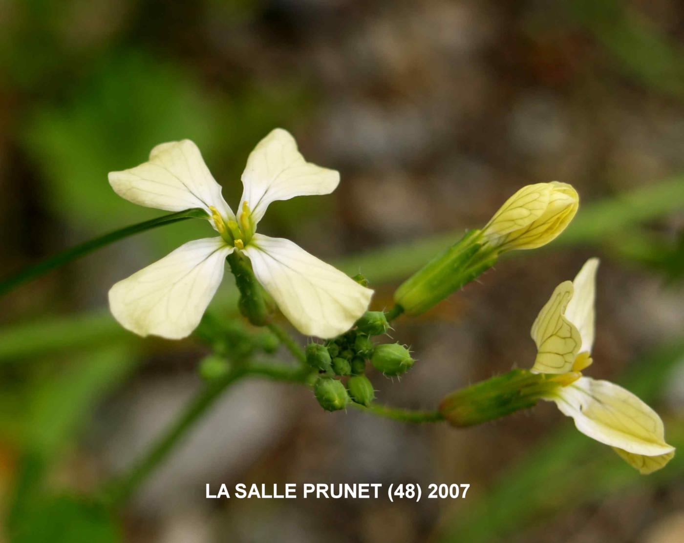 Radish, Wild flower